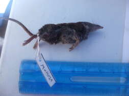 Image of white-toothed shrew