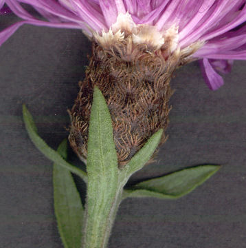Image of <i>Centaurea nigra</i> var. <i>radiata</i>