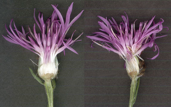 Image of <i>Centaurea nigra</i> var. <i>radiata</i>