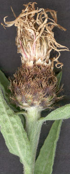 Image of <i>Centaurea nigra</i> var. <i>radiata</i>