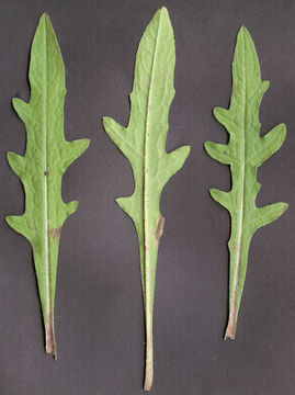 Image of <i>Centaurea nigra</i> var. <i>radiata</i>