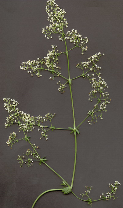 Image of <i>Galium <i>mollugo</i></i> ssp. mollugo