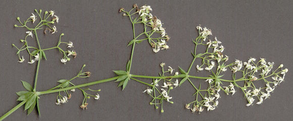 Image of <i>Galium <i>mollugo</i></i> ssp. mollugo