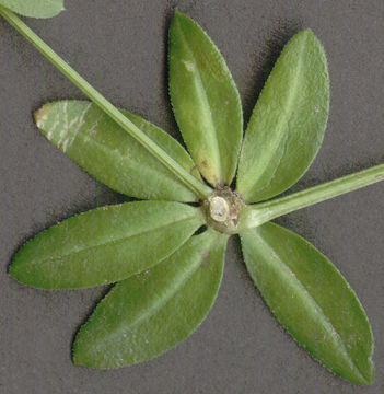 Image of <i>Galium <i>mollugo</i></i> ssp. mollugo