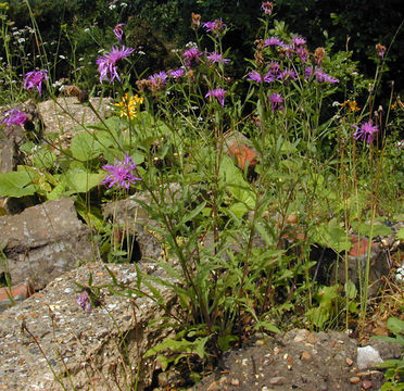 Image of <i>Centaurea nigra</i> var. <i>radiata</i>
