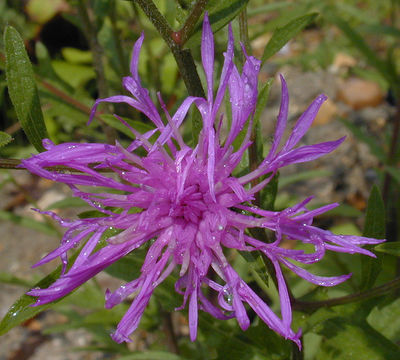 Image of <i>Centaurea nigra</i> var. <i>radiata</i>
