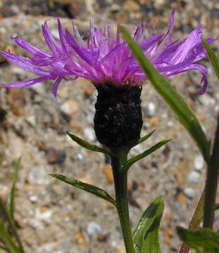 Image of <i>Centaurea nigra</i> var. <i>radiata</i>