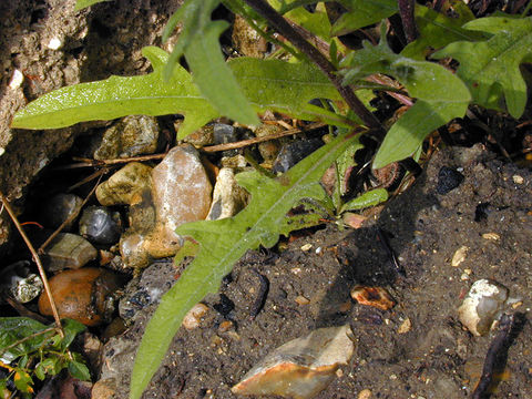 Image of <i>Centaurea nigra</i> var. <i>radiata</i>