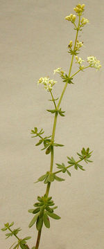 Image of <i>Galium <i>mollugo</i></i> ssp. mollugo