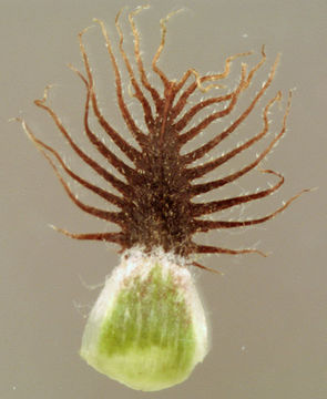 Image of <i>Centaurea nigra</i> var. <i>radiata</i>