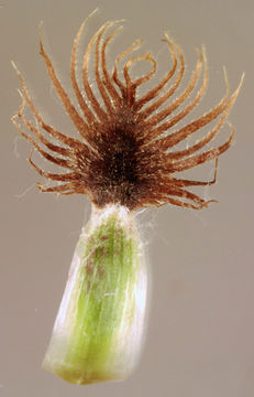 Image of <i>Centaurea nigra</i> var. <i>radiata</i>