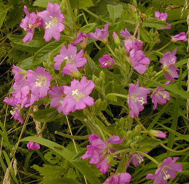 Image of Great Willowherb