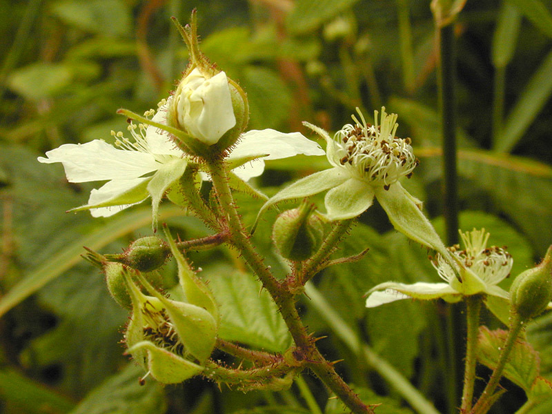 Rubus caesius (rights holder: )