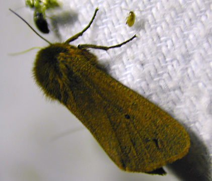 Image of <i>Phragmatobia fuliginosa</i>