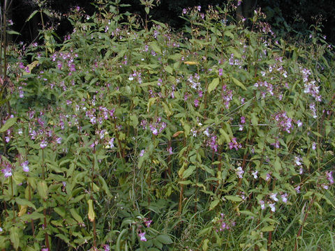 Image of Himalayan balsam
