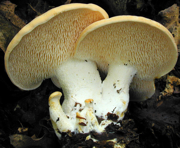 Как называется гриб, похожий на сморчок?