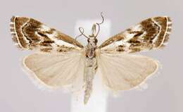 صورة Catoptria