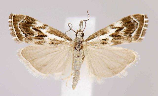 صورة Catoptria