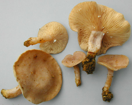 Image de Lactarius glyciosmus (Fr.) Fr. 1838