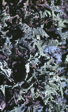 Image of ring lichen