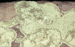 Image of <i>Haematomma <i>ochroleucum</i></i> var. ochroleucum