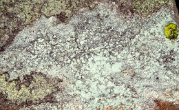 Image of yellow bloodstain lichen
