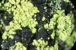 Image of arthrorhaphis lichen