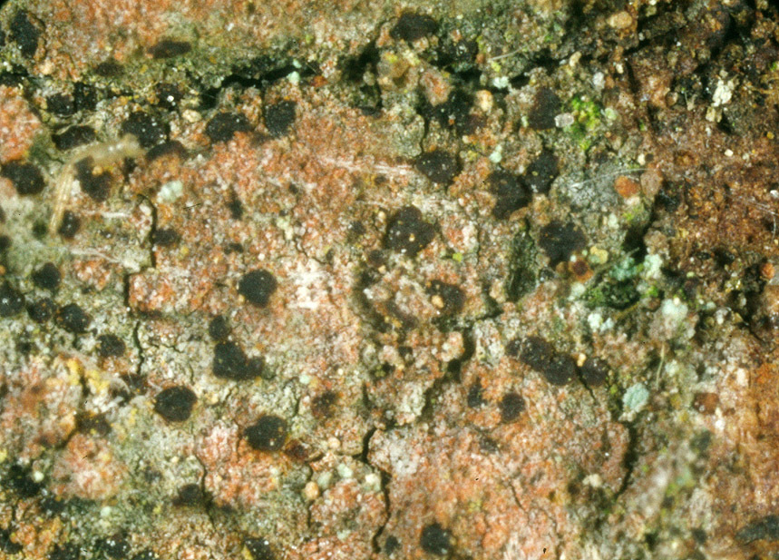 Image of <i>Arthonia vinosa</i> Leight.