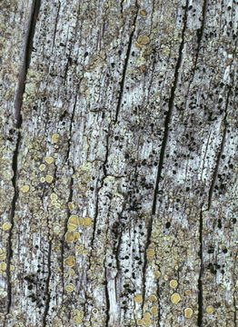 Image of spike lichen