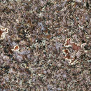 Image of shield lichen