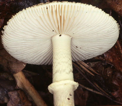Image of False deathcap
