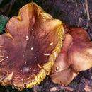 Image of Phylloporus