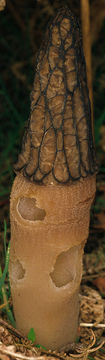 Image of <i>Morchella vulgaris</i>