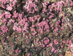 Image of Marchandiomyces corallinus (Roberge) Diederich & D. Hawksw. 1990