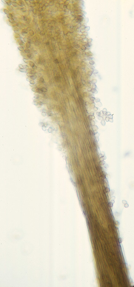 Image of <i>Cephalotrichum stemonitis</i> (Pers.) Nees 1809