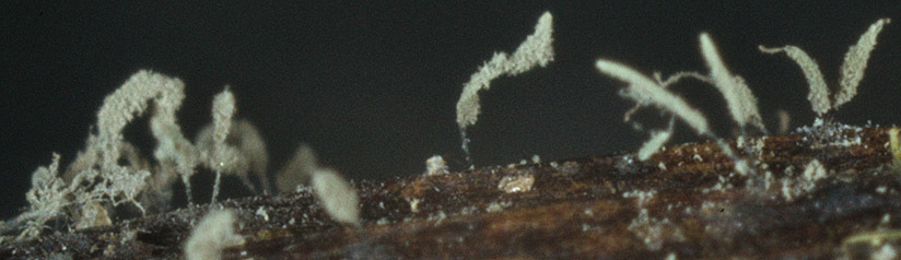 Image of <i>Cephalotrichum microsporum</i> (Sacc.) P. M. Kirk 1984