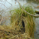 Image of Greater Tussock-sedge
