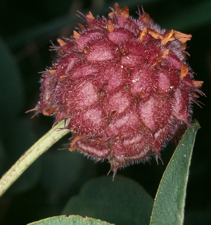 Trifolium fragiferum (rights holder: )