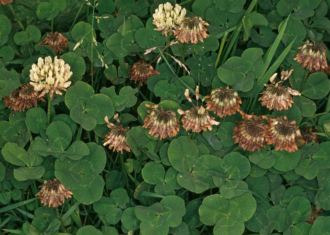 White Clover Encyclopedia Of Life