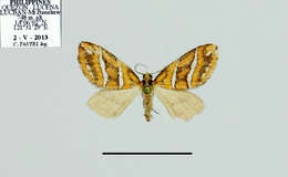 صورة Chaetolopha