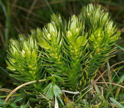 Image of Fir Club Moss