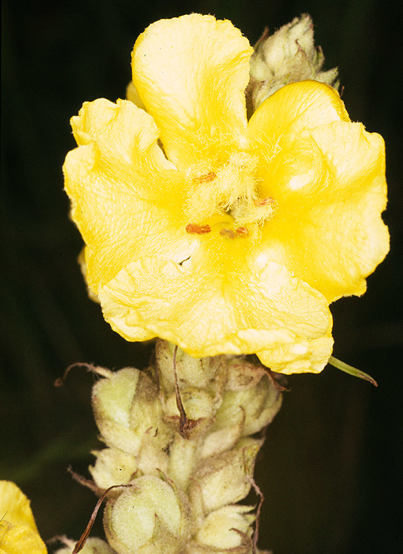 Verbascum thapsus (rights holder: )