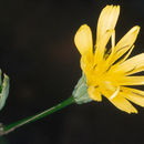 Image of <i>Lapsana <i>communis</i></i> ssp. communis