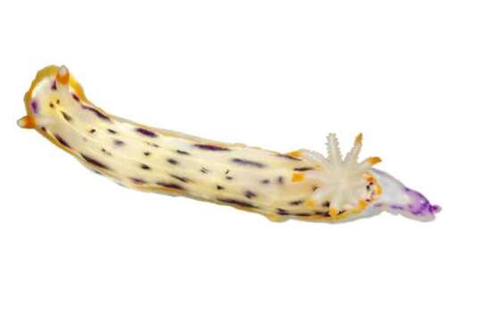 Image of Hypselodoris Stimpson 1855