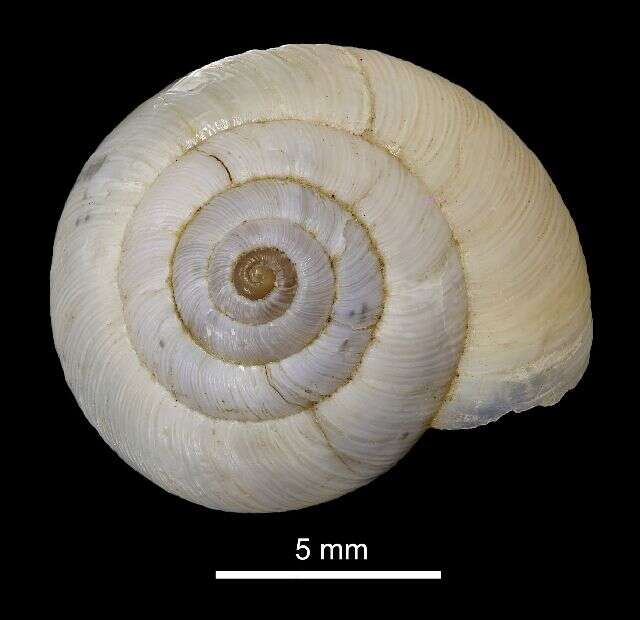 Image of Helicella A. Férussac 1821