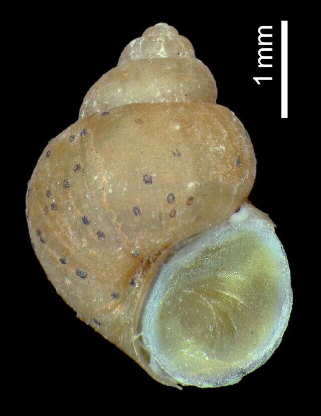 Plancia ëd Mercuria Boeters 1971