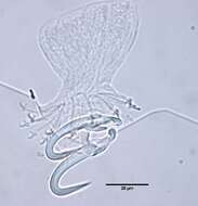 Image of Gyrodactylidae