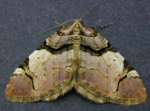 Image of Streamer
