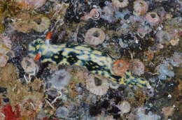 Image of Hypselodoris Stimpson 1855