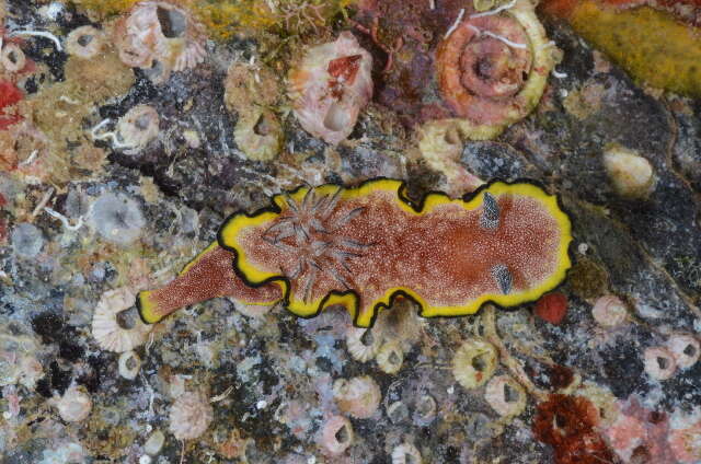 Image of orange edge white slug